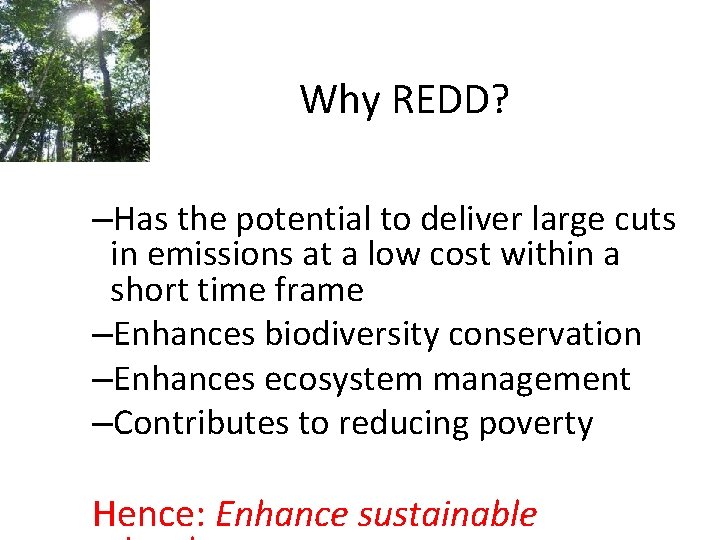 Why REDD? –Has the potential to deliver large cuts in emissions at a low