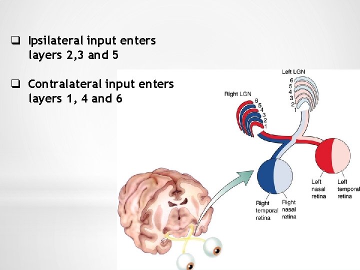 q Ipsilateral input enters layers 2, 3 and 5 q Contralateral input enters layers
