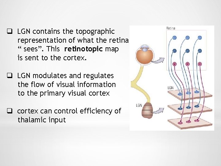 q LGN contains the topographic representation of what the retina “ sees”. This retinotopic