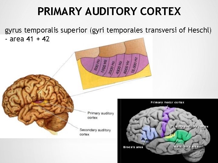 PRIMARY AUDITORY CORTEX gyrus temporalis superior (gyri temporales transversi of Heschl) - area 41