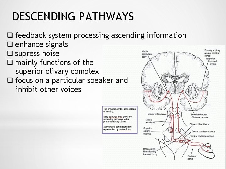 DESCENDING PATHWAYS q feedback system processing ascending information q enhance signals q supress noise