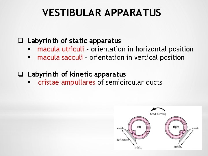 VESTIBULAR APPARATUS q Labyrinth of static apparatus § macula utriculi – orientation in horizontal