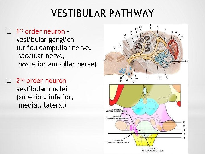 VESTIBULAR PATHWAY q 1 st order neuron – vestibular ganglion (utriculoampullar nerve, saccular nerve,