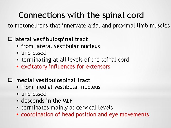 Connections with the spinal cord to motoneurons that innervate axial and proximal limb muscles