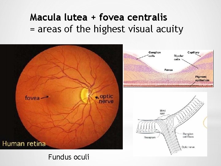 Macula lutea + fovea centralis = areas of the highest visual acuity Fundus oculi