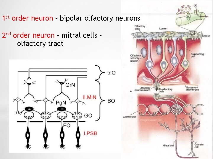 1 st order neuron – bipolar olfactory neurons 2 nd order neuron – mitral