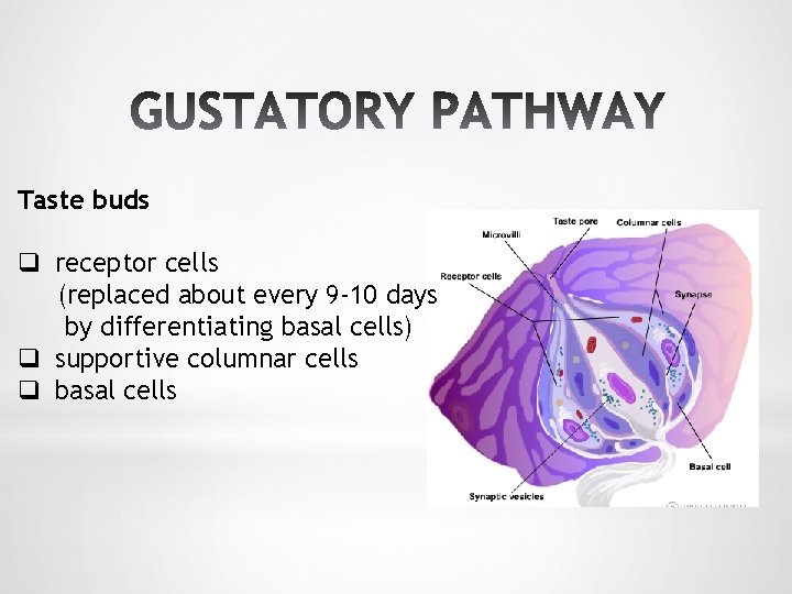 Taste buds q receptor cells (replaced about every 9 -10 days by differentiating basal