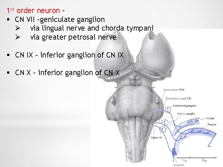 1 st order neuron – § CN VII –geniculate ganglion Ø via lingual nerve