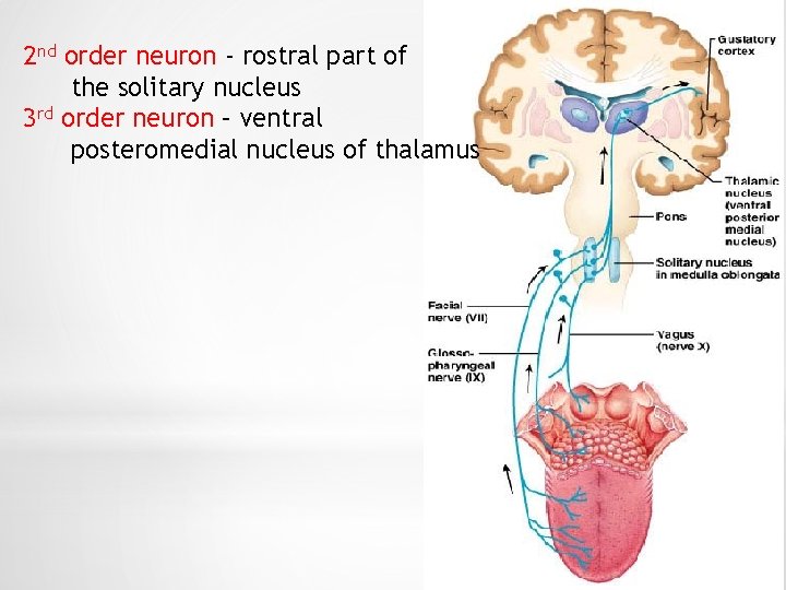 2 nd order neuron - rostral part of the solitary nucleus 3 rd order