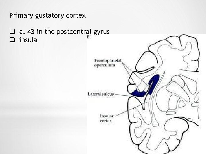 Primary gustatory cortex q a. 43 in the postcentral gyrus q insula 