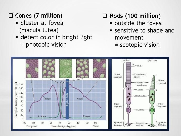 q Cones (7 million) § cluster at fovea (macula lutea) § detect color in