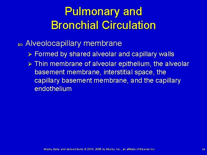 Pulmonary and Bronchial Circulation Alveolocapillary membrane Formed by shared alveolar and capillary walls Ø