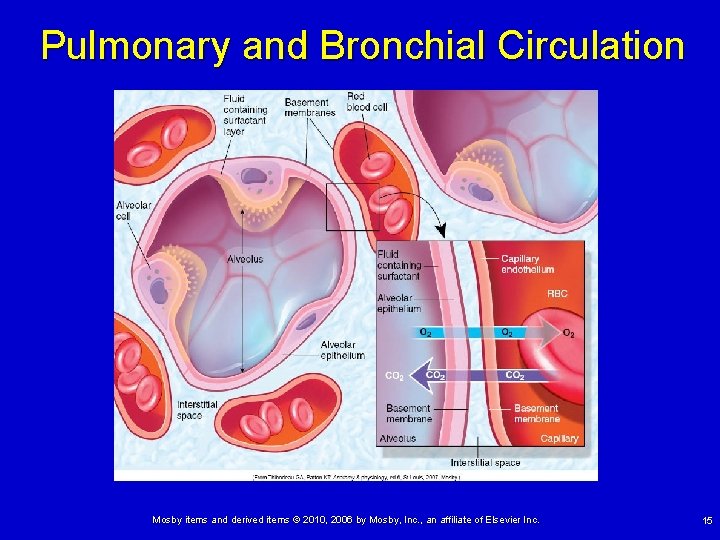 Pulmonary and Bronchial Circulation Mosby items and derived items © 2010, 2006 by Mosby,