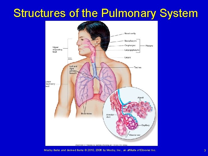 Structures of the Pulmonary System Mosby items and derived items © 2010, 2006 by