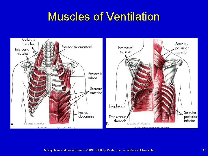 Muscles of Ventilation Mosby items and derived items © 2010, 2006 by Mosby, Inc.