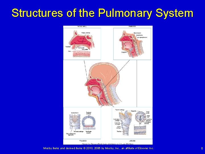 Structures of the Pulmonary System Mosby items and derived items © 2010, 2006 by