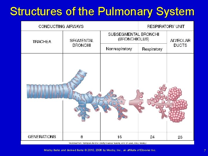 Structures of the Pulmonary System Mosby items and derived items © 2010, 2006 by