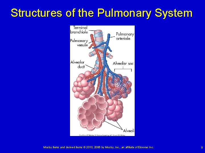 Structures of the Pulmonary System Mosby items and derived items © 2010, 2006 by