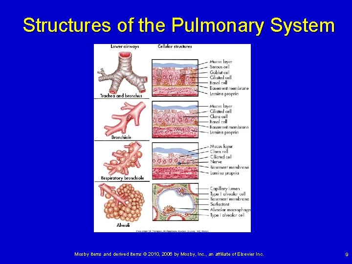 Structures of the Pulmonary System Mosby items and derived items © 2010, 2006 by