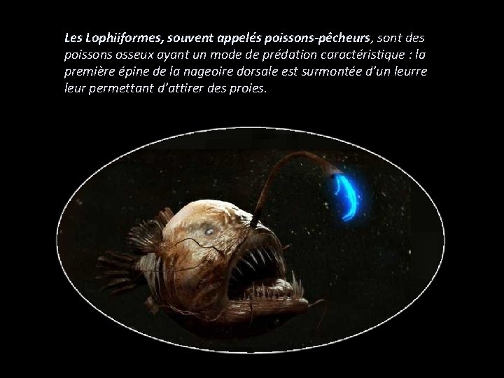 Les Lophiiformes, souvent appelés poissons-pêcheurs, sont des poissons osseux ayant un mode de prédation