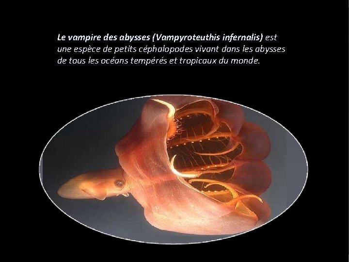 Le vampire des abysses (Vampyroteuthis infernalis) est une espèce de petits céphalopodes vivant dans