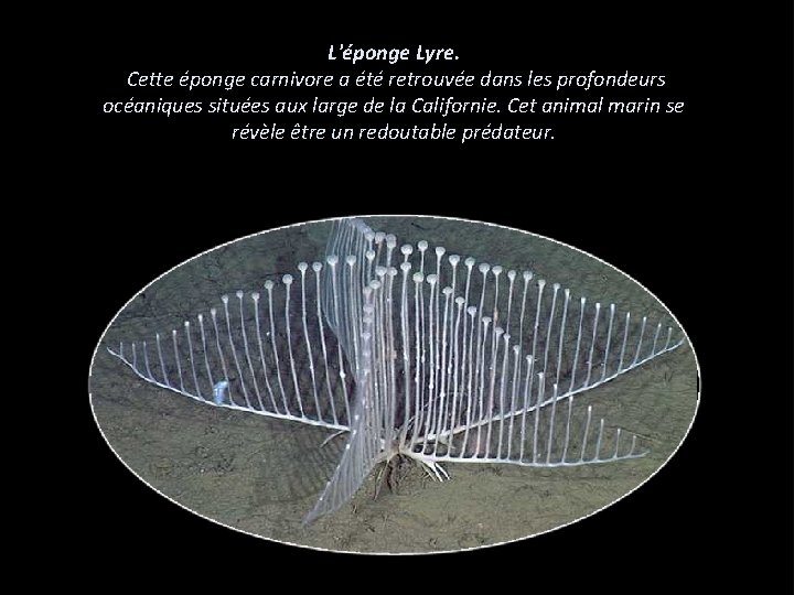 L'éponge Lyre. Cette éponge carnivore a été retrouvée dans les profondeurs océaniques situées aux