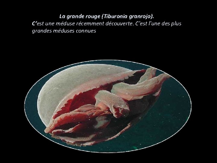 La grande rouge (Tiburonia granrojo). C’est une méduse récemment découverte. C'est l'une des plus