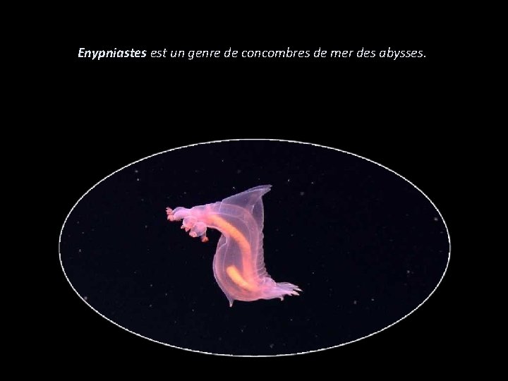 Enypniastes est un genre de concombres de mer des abysses. 