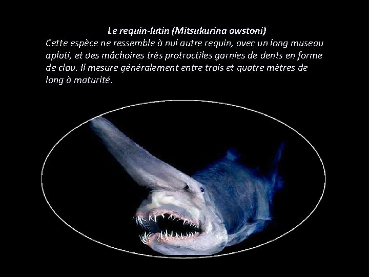 Le requin-lutin (Mitsukurina owstoni) Cette espèce ne ressemble à nul autre requin, avec un