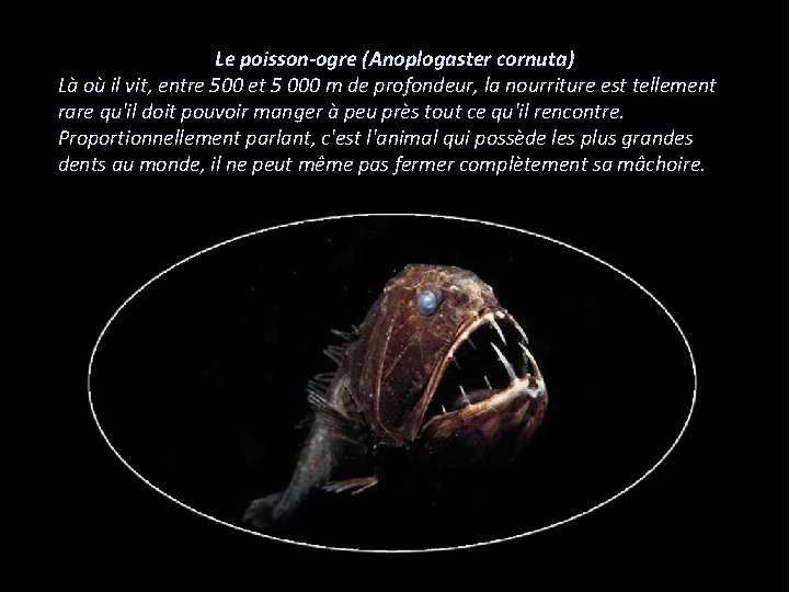 Le poisson-ogre (Anoplogaster cornuta) Là où il vit, entre 500 et 5 000 m