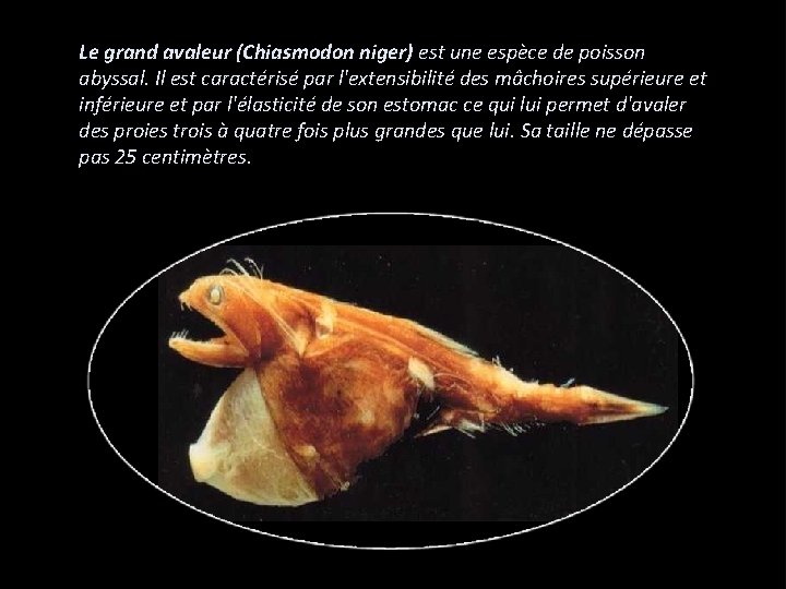 Le grand avaleur (Chiasmodon niger) est une espèce de poisson abyssal. Il est caractérisé