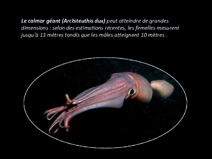 Le calmar géant (Architeuthis dux) peut atteindre de grandes dimensions : selon des estimations
