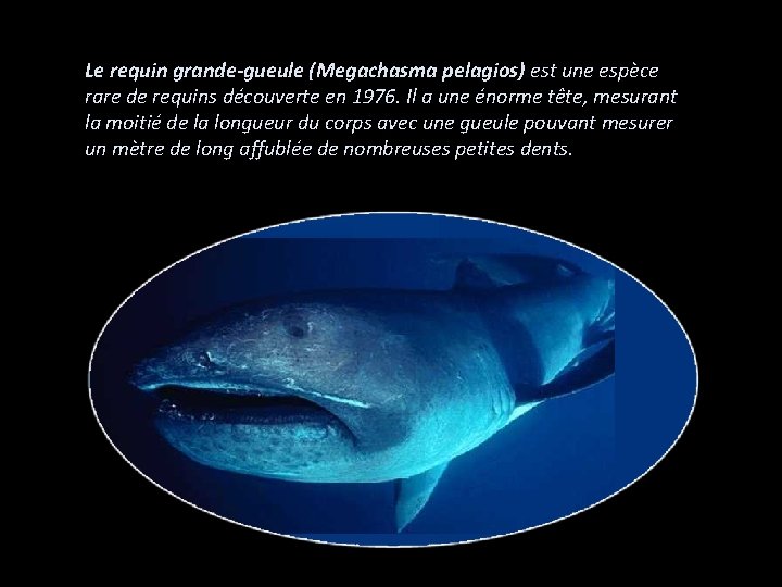 Le requin grande-gueule (Megachasma pelagios) est une espèce rare de requins découverte en 1976.