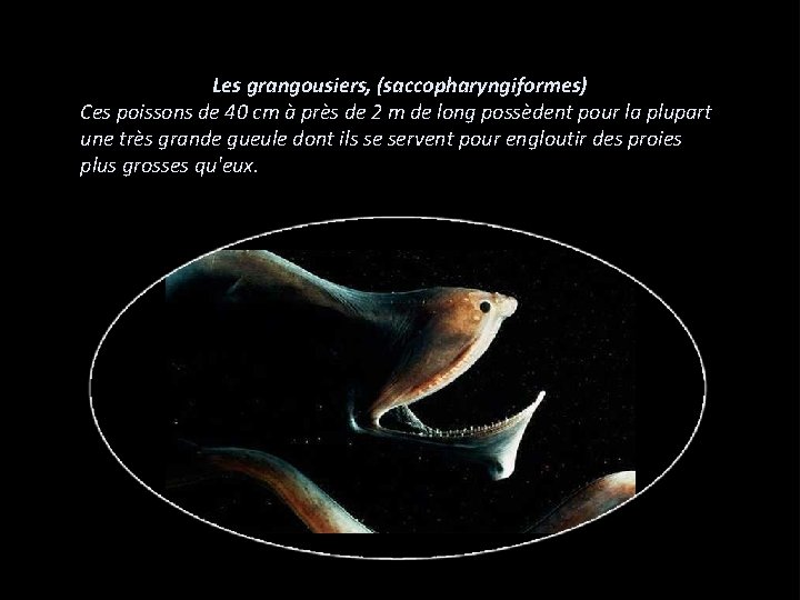 Les grangousiers, (saccopharyngiformes) Ces poissons de 40 cm à près de 2 m de