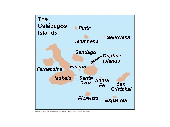 Fig. 22 -5 b The Galápagos Islands Pinta Marchena Santiago Fernandina Genovesa Daphne Islands