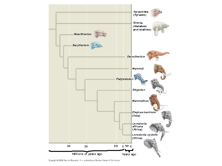 Fig. 22 -8 Hyracoidea (Hyraxes) Sirenia (Manatees and relatives) Moeritherium Barytherium Deinotherium Mammut Platybelodon