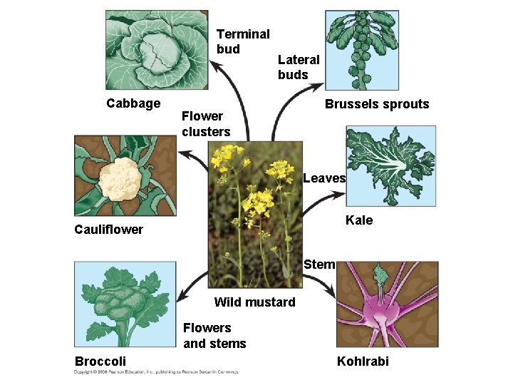 Fig. 22 -9 Terminal bud Cabbage Lateral buds Flower clusters Brussels sprouts Leaves Kale