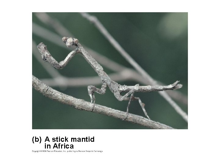 Fig. 22 -12 b (b) A stick mantid in Africa 