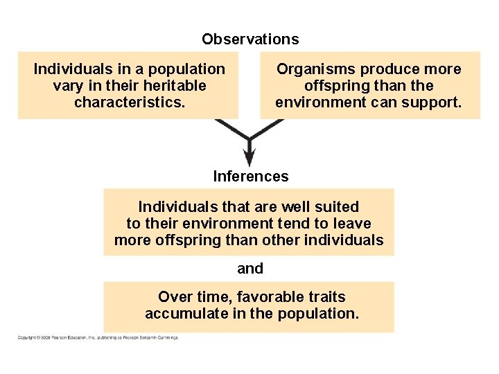 Fig. 22 -UN 1 Observations Individuals in a population vary in their heritable characteristics.