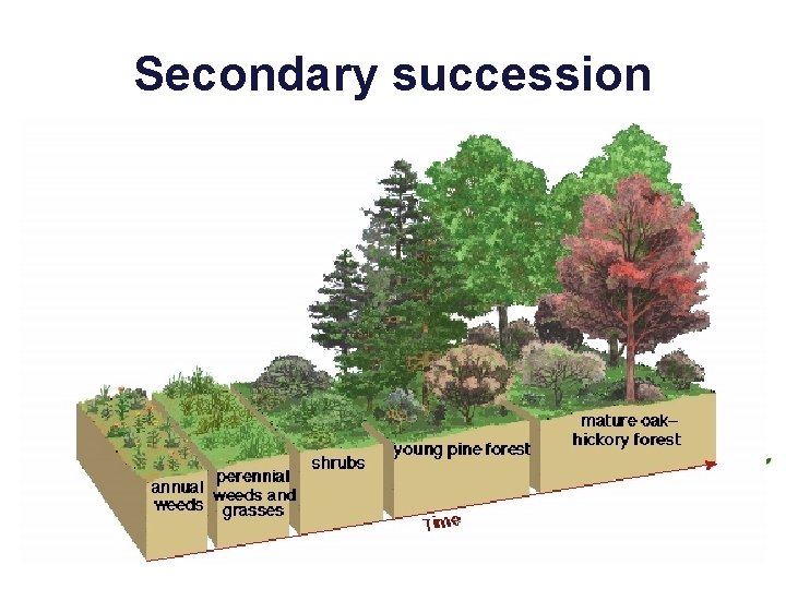 Secondary succession 