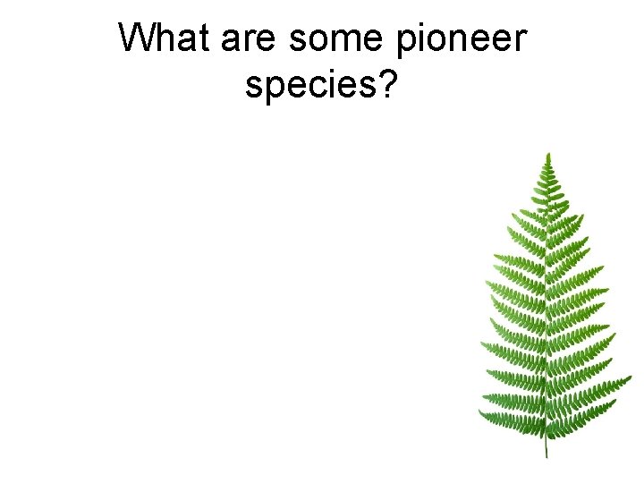 What are some pioneer species? 