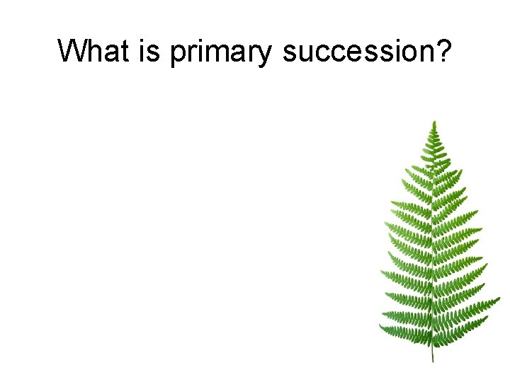 What is primary succession? 