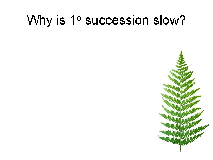 Why is 1 o succession slow? 