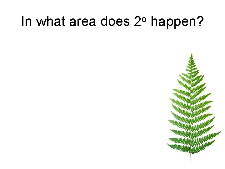 In what area does 2 o happen? 