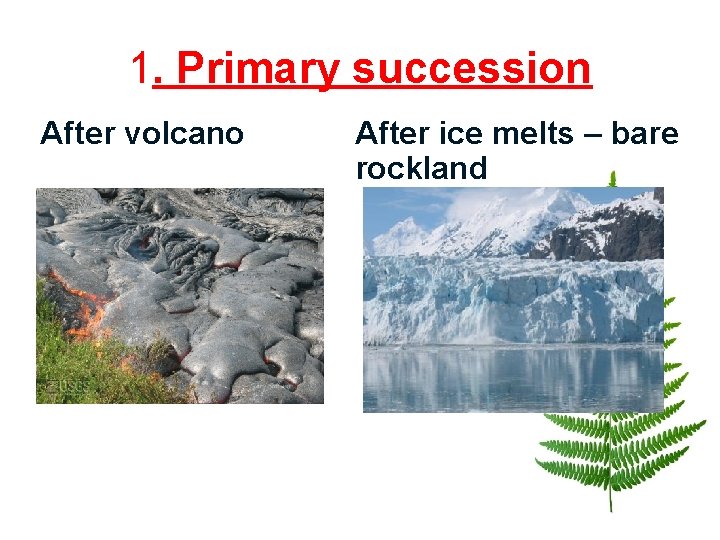 1. Primary succession After volcano After ice melts – bare rockland 