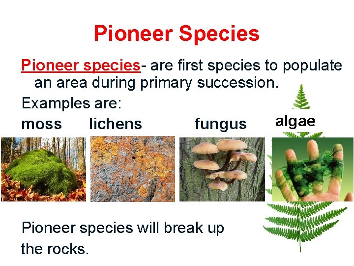 Pioneer Species Pioneer species- are first species to populate an area during primary succession.