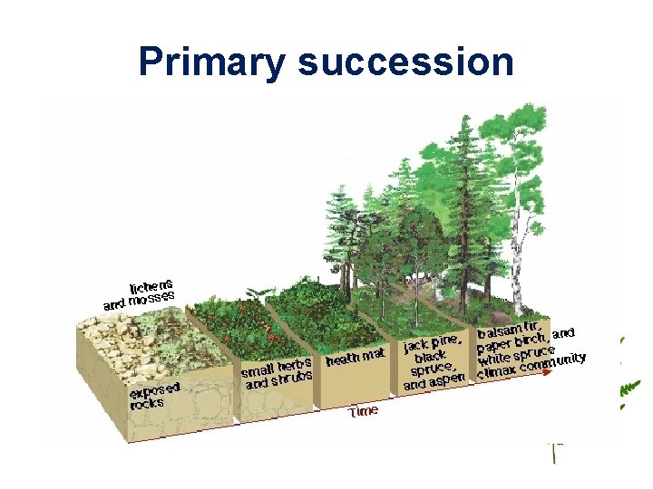 Primary succession 