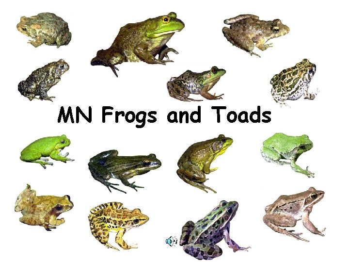MN Frogs and Toads MN Frogs and Toads
