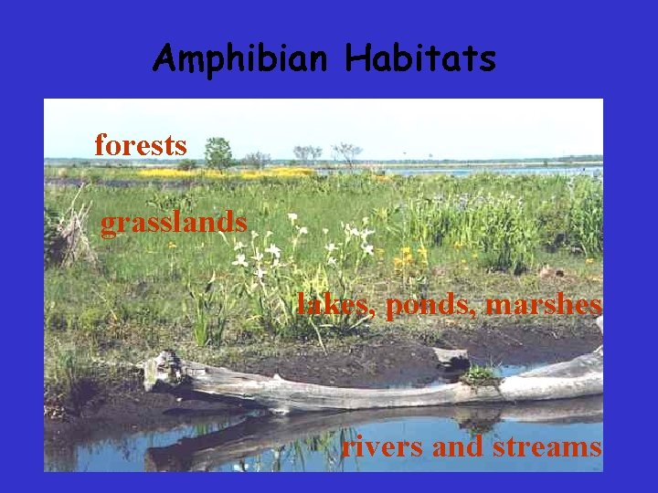 Amphibian Habitats forests grasslands lakes, ponds, marshes rivers and streams Amphibian Habitats forests grasslands lakes, ponds, marshes rivers and streams