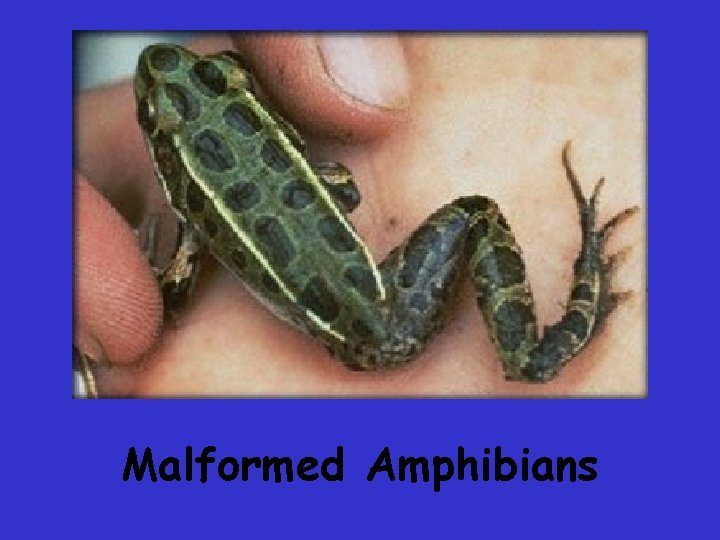 Malformed Amphibians Malformed Amphibians